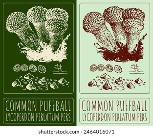 Vector drawing SPINY PUFFBALL. Hand drawn illustration. The Latin name is LYCOPERDON ECHINATUM.
