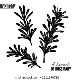 VECTOR DRAWING WITH A SPRIG OF ROSEMARY