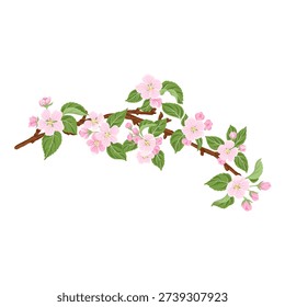 vector drawing spring branch with pink apple blossoms, apple tree flowers and green leaves isolated at white background, hand drawn illustration, isolated floral design element
