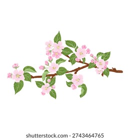 vector drawing spring branch with pink apple blossoms, apple tree flowers and green leaves isolated at white background, hand drawn illustration, isolated floral design element