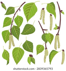 vector drawing spring European white birch tree branch with catkins and green leaves, Betula pendula isolated at white background, hand drawn illustration