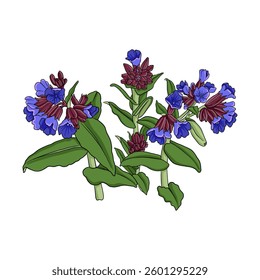vector drawing spring flowers, lungwort, pulmonaria, flowering plants at white background, hand drawn illustration