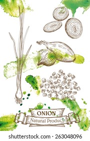 Vector drawing of spring onions, and chopped onion rings, which located on watercolor background