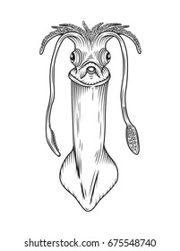 Vector drawing of a / Squid line art / Easy to edit layers and groups, easy to isolate object, no weird effects gradients transparencies or meshes used. Easy to colourize background shape layers.