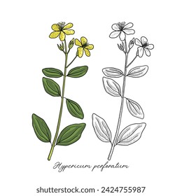 vector drawing St. John's wort , Hypericum perforatum, hand drawn illustration