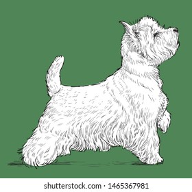 Vector drawing of a standing scittish terrier