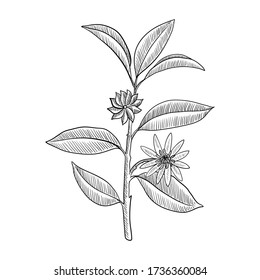 vector drawing star anice branch, Illicium verum , hand drawn illustration