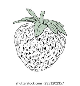 Vector drawing of Strawberries berries hand drawn, isolated vector illustration. Fresh berries sketch for packaging design, sticker, book, invitation and logo design. Organic food template for menu