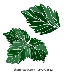 
Vektorillustration, die Erdbeerblätter zeichnet. Sommer. Skizze, Illustration. Dekoratives Bild
