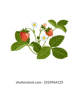 planta de morango de desenho de vetor com folhas verdes, flores e bagas vermelhas isoladas no fundo branco, desenhado à mão ilustração