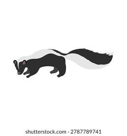 vector drawing striped skunk, Mephitis mephitis, wild animal isolated at white background , cartoon style character