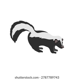 vector drawing striped skunk, Mephitis mephitis, wild animal isolated at white background , cartoon style character