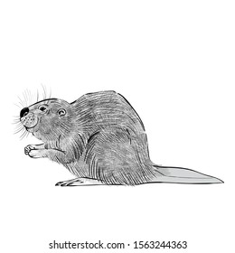 vector drawing strokes a beaver