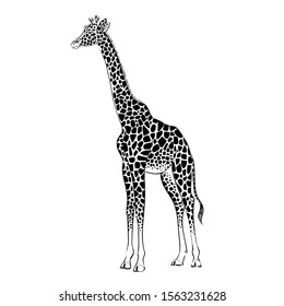 vector drawing strokes ink giraffe