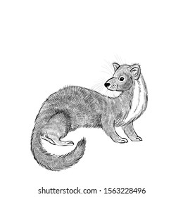 vector drawing strokes ink marten