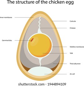 Vector drawing of the structure of a chicken egg