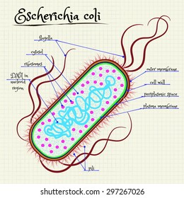 Escherichia Coli High Res Stock Images Shutterstock Escherichia Coli High Res Stock Images Shutterstock
