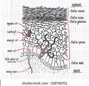 Vector Drawing Structure Human Epidermis Stock Vector (Royalty Free ...