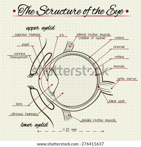 Vector Drawing Structure Human Eye Stock Vector (Royalty Free