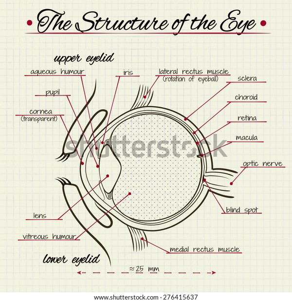 Vector Drawing Structure Human Eye Stock Vector Royalty Free Shutterstock