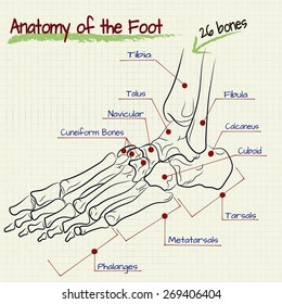 Vector Drawing Structure Human Foot Stock Vector (Royalty Free) 269406404