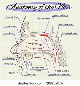 Vector drawing of the structure of the human nose