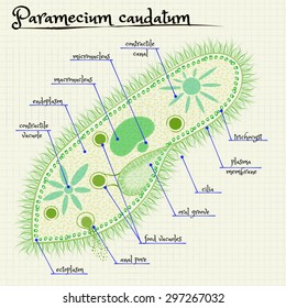 Vector drawing of the structure of Paramecium saudatum