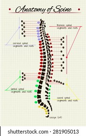 Vector drawing of the structure of the spine