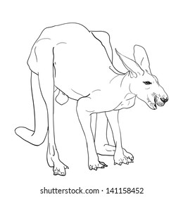 The vector in drawing style of kangaroo