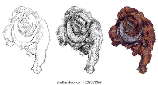 The vector drawing style of orangutan