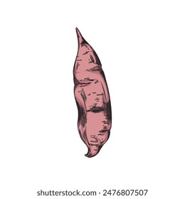 Vector drawing in the style of a sketch on the theme of sweet potatoes is a fresh vegetable with a pink peel on a white background. Ideal for vegetarian recipes