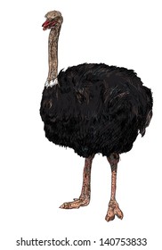 The vector drawing styles of the ostrich.
