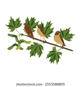 vector drawing sugar maple and hermit thrush bird, tree branch with green leaves and seeds, Acer saccharum isolated at white background, hand drawn illustration