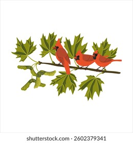 vector drawing sugar maple and nothern cardinal birds, tree branch with green leaves and seeds, Acer saccharum isolated at white background, hand drawn illustration