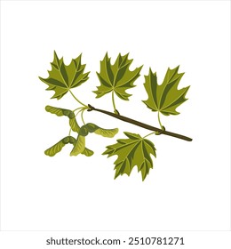 Vektorgrafik Zucker Ahorn, Zweig mit grünen Blättern und Samen, Acer saccharum einzeln auf weißem Hintergrund, handgezeichnete Illustration