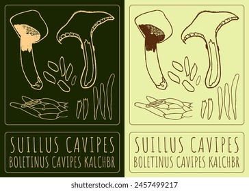 Vector drawing SUILLUS CAVIPES. Hand drawn illustration. The Latin name is BOLETINUS CAVIPES KALCHBR.
