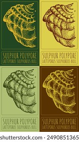 Vector drawing SULPHUR POLYPORE. Hand drawn illustration. The Latin name is LAETIPORUS SULPHUREUS BULL.
