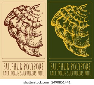 Vector drawing SULPHUR POLYPORE. Hand drawn illustration. The Latin name is LAETIPORUS SULPHUREUS BULL.
