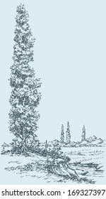 Vector drawing. Summer poplar on the hill