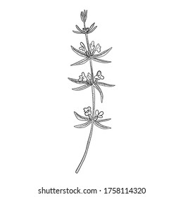 vector drawing summer savory , Satureja hortensis, hand drawn illustration of medicinal plant