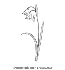 vector drawing summer snowflake flower, Leucojum aestivum, hand drawn illustration