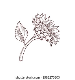 vector drawing sunflower flower ,hand drawn illustration