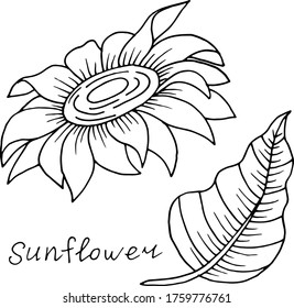 Vector drawing sunflower flower. Nature. Sketch, illustration. decorative