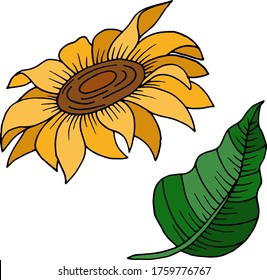 Vector drawing sunflower flower. Nature. Sketch, illustration. decorative