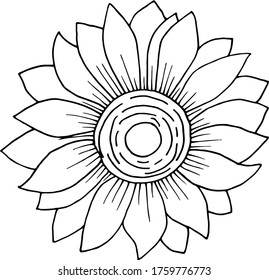 Vector drawing sunflower flower. Nature. Sketch, illustration. decorative
