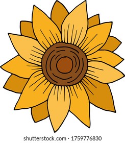 Vector drawing sunflower flower. Nature. Sketch, illustration. decorative