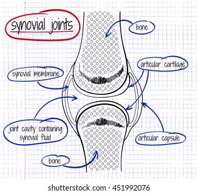 vector drawing of a synovial joint on the notebook sheet