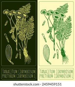 Vector drawing TANACETUM CORYMBOSUM. Hand drawn illustration. The Latin name is PYRETHRUM CORYMBOSUM L .
