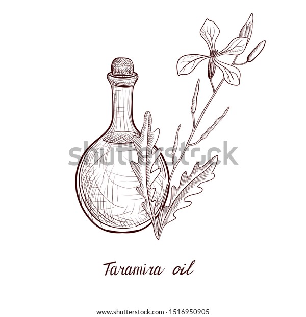 Vector Drawing Taramira Oil Bottle Vegetable Stock Vector Royalty Free