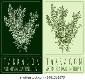 Vektorgrafik Zeichnung TARRAGON. Handgezeichnete Illustration. Der Name des Latins lautet ARTEMISIA DRACUNCULUS L.
